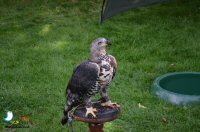 Sticky Beak Makes A Flying Visit To Chatsworth Country Fair