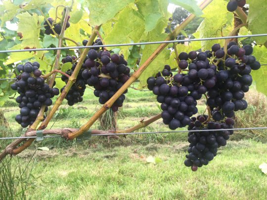 @AmberValleyWine celebrate English Wine Week with the launch of their 2016 vintage