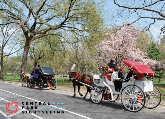 Horse Drawn Carriage Ride around Central Park