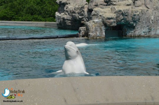 Our Last Day In Niagara Falls And A Visit To Marineland