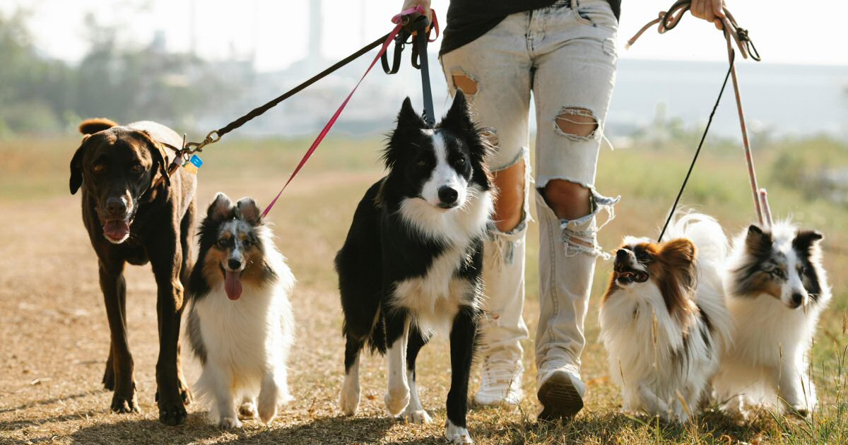 Dog Friendly Dining Venues In Nottinghamshire