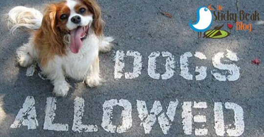 Discover dog-friendly restaurants, caf�s, and eateries on The Sticky Beak Blog. Enjoy dining out with your furry friend across Derbyshire, Nottinghamshire, South Yorkshire, and beyond.