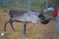 The Bakewell Winter Wonderland 2016
