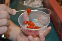 Tour Of St Lawrence Market With The Culinary Adventure Co