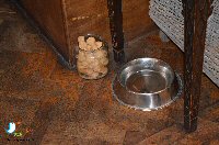 Dinner At The White Hart in Duffield