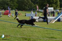 Sticky Beak Makes A Flying Visit To Chatsworth Country Fair