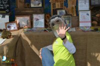 Sticky Beak Makes A Flying Visit To Chatsworth Country Fair