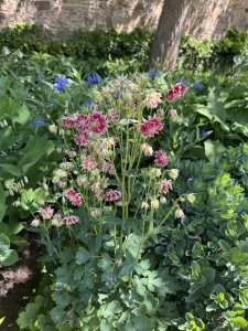 Celebrate The Summer Season At Award-Winning Fischer's Baslow Hall