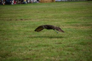 A Visit To Chatsworth Country Fair, September, 2026