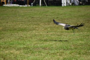 A Visit To Chatsworth Country Fair, September, 2026