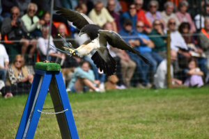 A Visit To Chatsworth Country Fair, September, 2026
