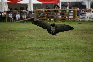 A Visit To Chatsworth Country Fair, September, 2026