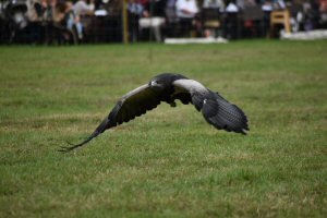A Visit To Chatsworth Country Fair, September, 2026