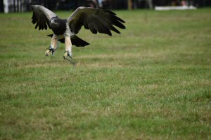 A Visit To Chatsworth Country Fair, September, 2026