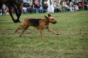 A Visit To Chatsworth Country Fair, September, 2026