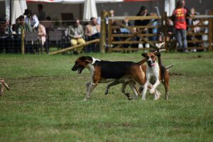 A Visit To Chatsworth Country Fair, September, 2026