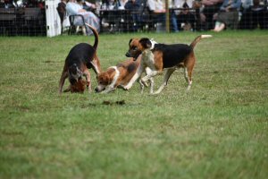 A Visit To Chatsworth Country Fair, September, 2026