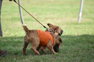 A Visit To Chatsworth Country Fair, September, 2026