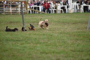 A Visit To Chatsworth Country Fair, September, 2026
