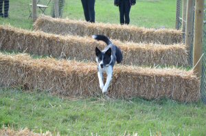 A Visit To Chatsworth Country Fair, September, 2026