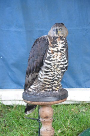 A Visit To Chatsworth Country Fair, September, 2026