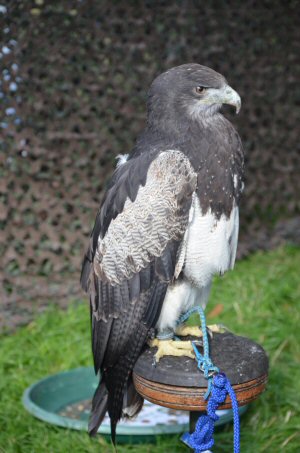 A Visit To Chatsworth Country Fair, September, 2026