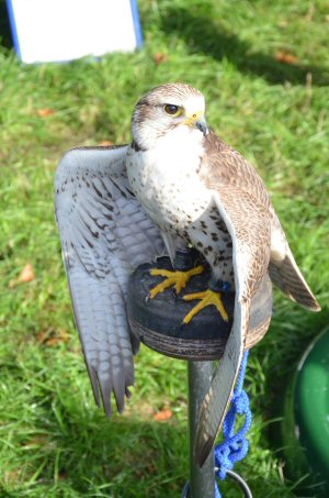 A Visit To Chatsworth Country Fair, September, 2026