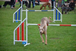 A Visit To Chatsworth Country Fair, September, 2026